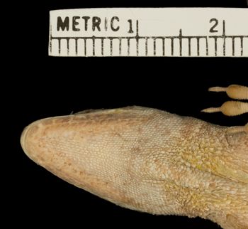 Media type: image;   Herpetology R-81675 Aspect: head ventral